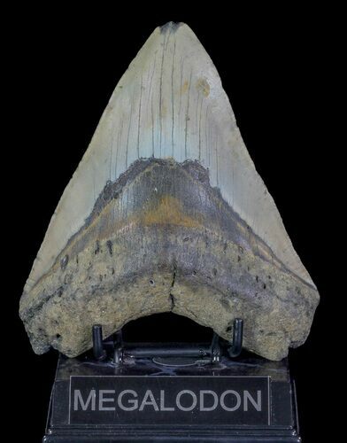 Large, Fossil Megalodon Tooth - North Carolina #66144